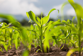 manure management crop manure management crop